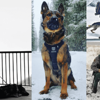 #ParkPatrol 2.0 K9 Edition